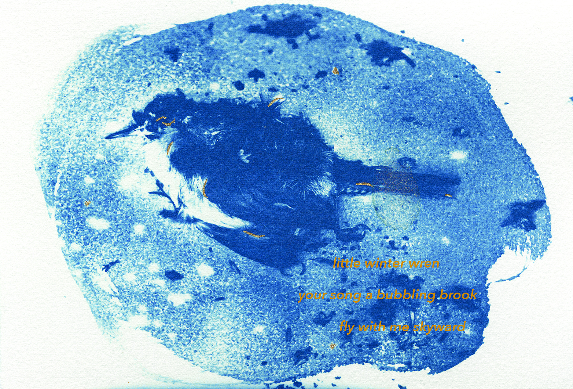 Adrienne Defendi cyanotype of bird