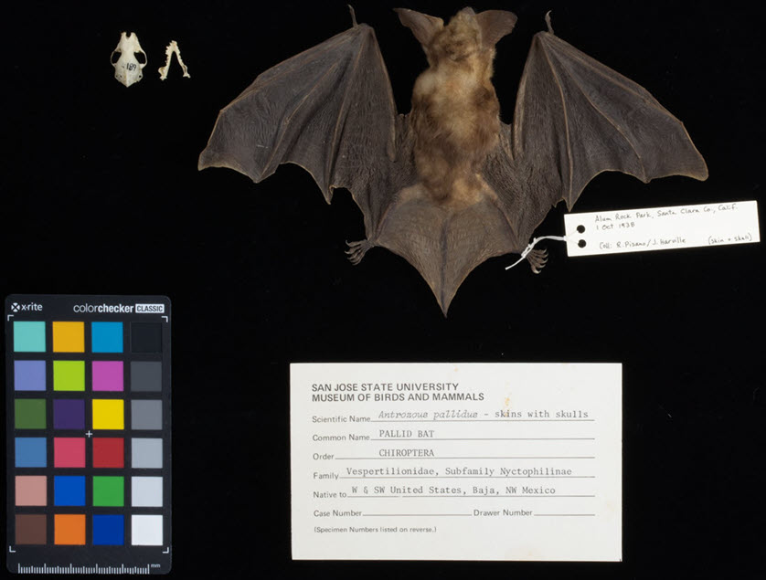 a pallid bat displayed for museum curation with tags and collection inormation