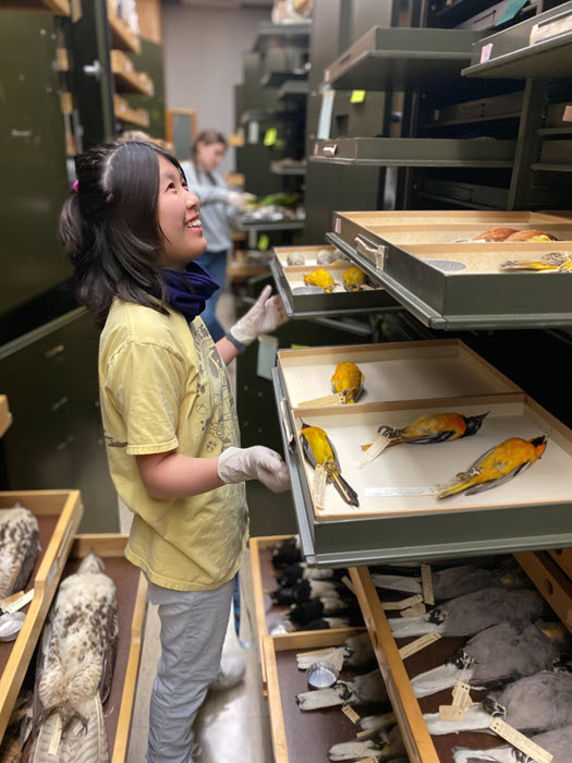 student working in vertebrate museum