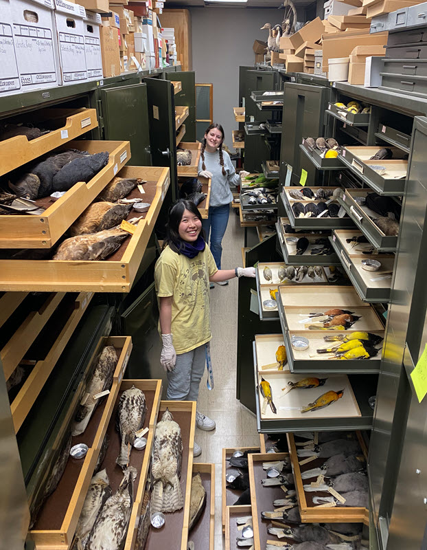 students working with birds in vertebrate museum